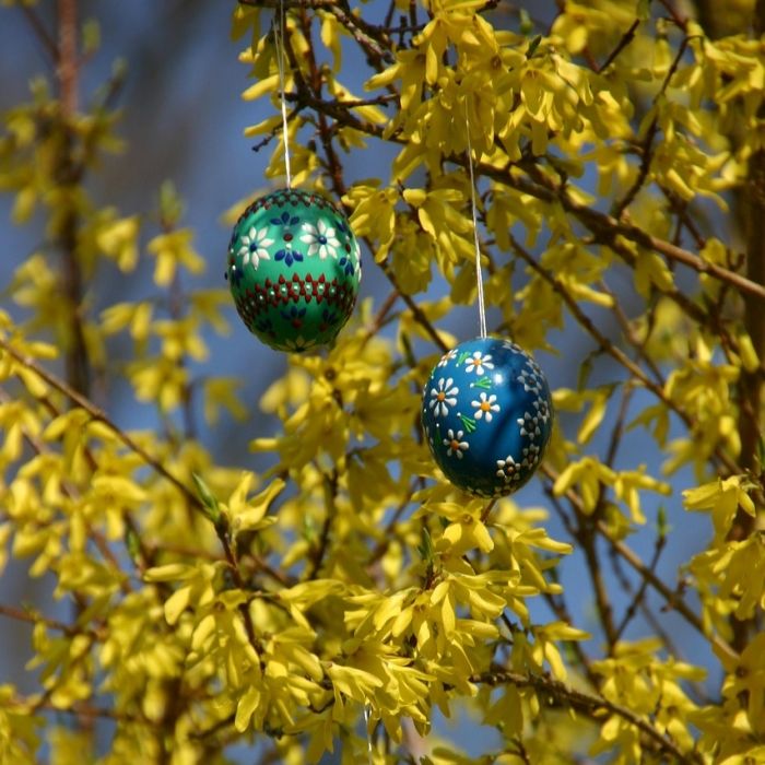 Œufs de Pâques décorés suspendus à des branches fleuries de forsythia, annonce du menu de Pâques 2025